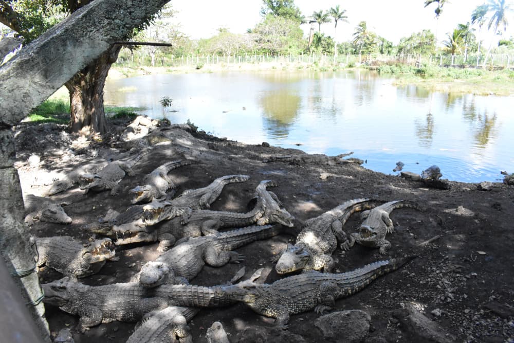 Crocodile Breeding Center