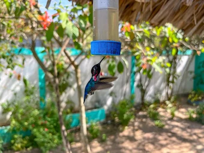Hummingbird House